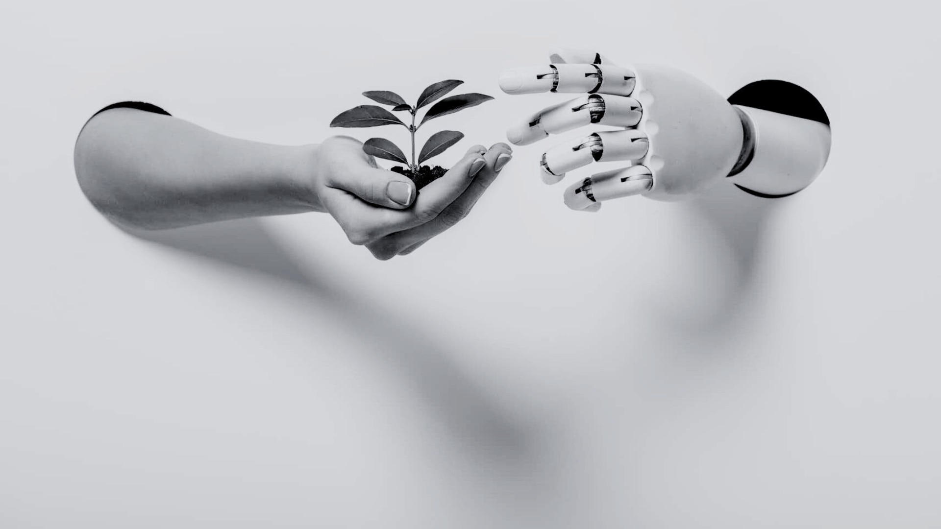 Innovation and Sustainability woman hand and robot hand holding a green plant